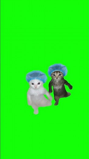 Cats Dancing in Sink meme - Green Screen