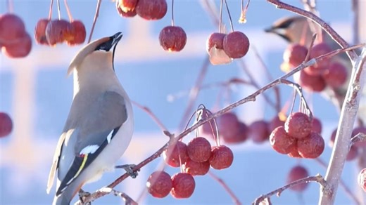 Bohemian waxwings spotted in Xinjiang, highlighting conservation gains