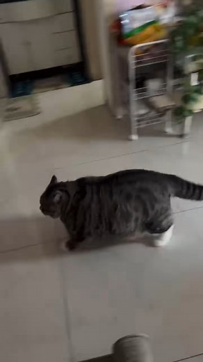 Cute chonky boiz 🤣 #cat #cute #adorable #chonkycat | Cat Super LAG