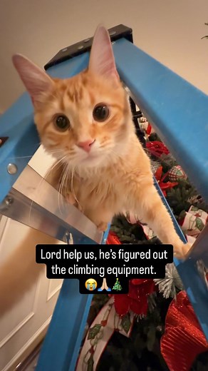 302K views · 7.2K reactions | He could climb the regular way, but our boy’s smart. He’s figured out how to use a tool!  | Winnie Wonderkitty | Facebook