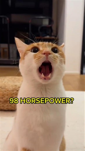 Is This the Cutest Animal Ever? 🐼🐷🐨 #panda #facts