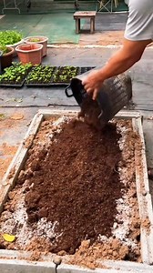 A healthy vegetable garden starts with a perfect seedbed.🌱 In this video, you’ll learn how to make an ideal seedbed before planting vegetables and why it is so important for successful growth. Proper seedbed preparation helps seeds germinate faster, develop strong roots, prevent diseases, and increase overall yield. If you want healthy seedlings and better harvests, never skip this step. Watch till the end and follow these simple gardening tips for best results.❤️🌱 #SeedbedPreparation #Vegetab