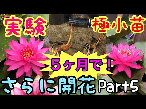 [Experiment] Extremely small water lilies can bloom even in a small pot! Growth and flowering! Ho...