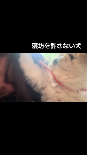 寝坊を許さないペキニーズの可愛さ