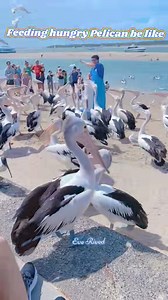 Pelican feeding 🦤🦤🦤 in Gold Coast Australia 🇦🇺 Video Credits from: Eve Rived 🌏🦘🌏 | Ricky Mendez Daposala