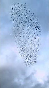 An incredible Starling bird murmuration in Dorking, Surrey