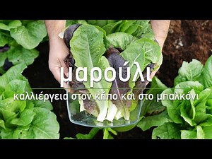 🥬 Μαρούλι: Καλλιέργεια στον κήπο και σε γλάστρα - Τα Μυστικά του Κήπου