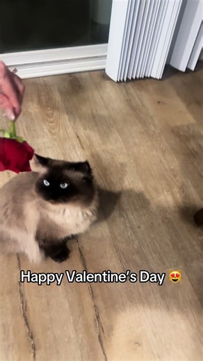 Celebrate Valentine’s Day with Your Cat