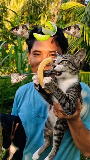 FOOD ASMR🐟🍈🐟 #shorts #reverse #mukbang #funny #food #cat #fruit
