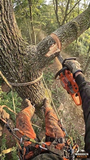POV Tree Cutting at Extreme Height 🌲 Chainsaw ASMR