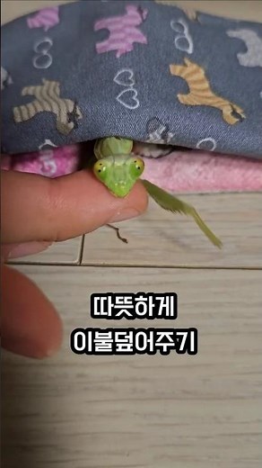 오래살아라 가을 사마귀 붉가넓 #붉은긴가슴넓적배