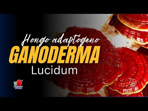 🌿 Ganoderma Lucidum: Beneficios, Usos y Precauciones que No Puedes Ignorar