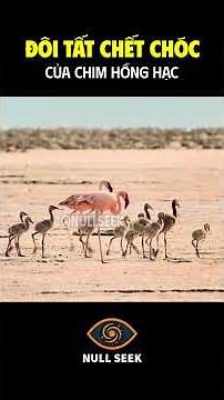 Flamingos: Deadly Socks Made of Salt and Lye #knowledge #discovery #animals