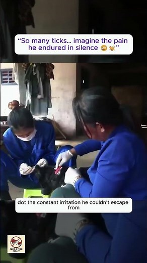 Removing Massive Ticks From a Black Dog 😨 | Severe Tick Infestation on Body & Ears