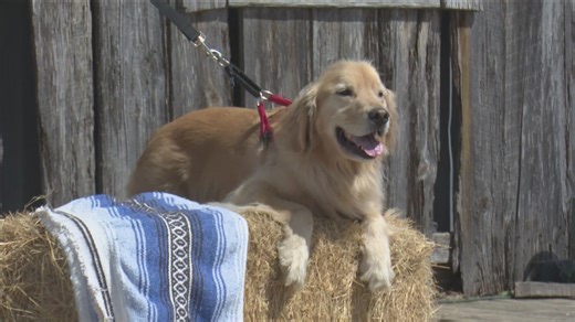 Bee Cave hosts Largest Golden Retriever Meetup in Texas