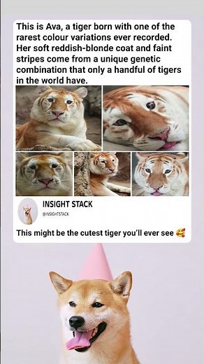 Meet Ava: The World's Rarest Golden Tiger!