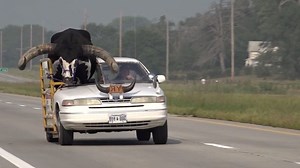 Driver pulled over for his eye-catching passenger. See who was riding shotgun