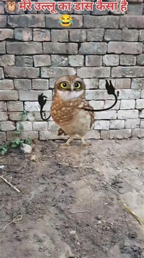 🦉💃 Dancing Owl Filter 2025 – Funny & Viral AR Effect! 😂🔥 #Shorts