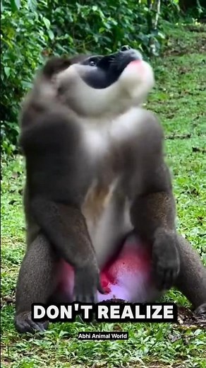 This Monkey is SCARY