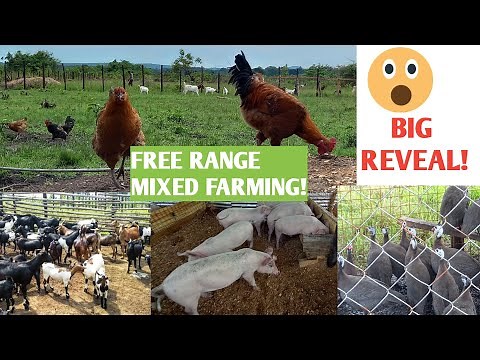 HOW To BENEFIT From FREE RANGE MIXED FARMING! / Our Farm Is Changing So Much! BIG REVEAL!!!