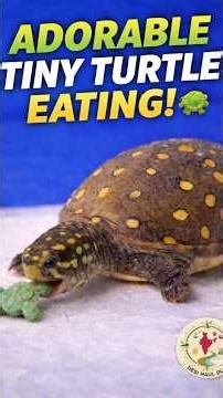 Cute Tiny Turtle Feeding Time🐢Must Watch#shorts#ytshorts #trending#viral#video#animals#fyp#yt#reels