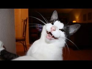 Try not to laugh - crazy animals ( Compilation 12.2017 )