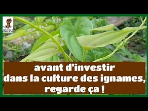 Before investing in yam cultivation, you absolutely must look at this!