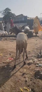 The Journey Continues 🙏 We’re grateful for every challenge, every success, and every lesson. AAT Integrated Farm keeps growing — stronger, wiser, and more passionate daily ❤️ Are you proud of how far your farm has come too?👇 #FarmSuccess #FarmLife #LivestockLovers #GoatFarming #SheepBreeding #ViralReels #AATIntegratedFarm | Aat Integrated Farm