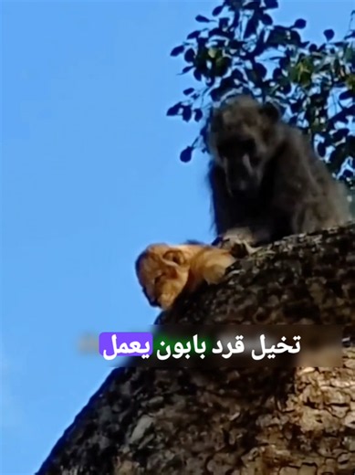 غلطة بابون واحدة قلبت القطيع كله عليه! 😱🐒🦁 شوف الأسود عملت إيه! #حيوانات #اسد #بابون #قرود #LearnOnTikTok