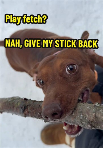 He’s not having it 🤌🏼 #dachshund #dog #fy #alaska #wienerdog | dog