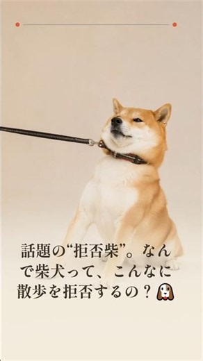 なぜ柴犬ばかり!?「拒否柴」に隠された猟犬の誇り #Shorts #犬 #犬好きさんと繋がりたい