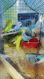 gan sonate hbe #birds #shorts #ytshorts #viralvideo #cartoon