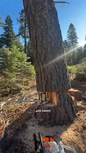 Tree cutting by hydraulic jack!!|#shorts