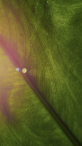 Plants love attention, but they live on nutrients. Feed them right with Miracle-Gro Indoor Plant Food and Potting Mix. | Miracle-Gro