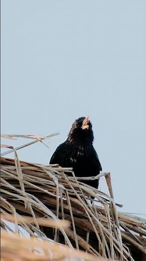 You Can't Hear All The Calls of This Bird!! #Starling
