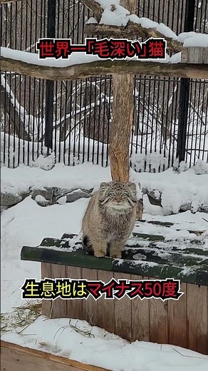 【衝撃】猫なのに瞳が丸い？世界最古の猫・マヌルネコの『異常なモフモフ』の正体 #衝撃の事実 #雑学 #生き物 #動物 #猫 #マヌルネコ #shorts