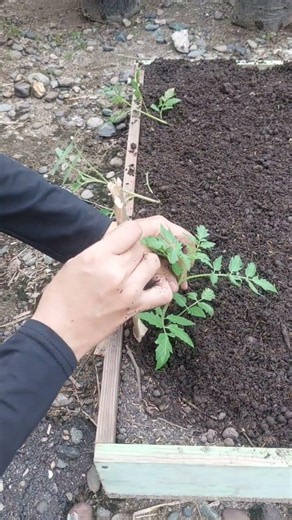 menanam tomat dengan cara direbahkan agar tumbuh lebih kokoh dan berbuah lebat #story #gardening
