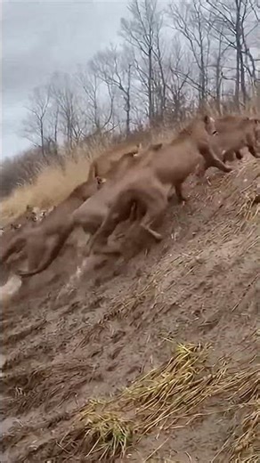 cougar river crossing