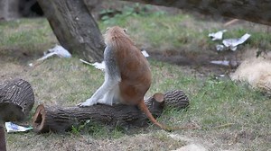 Have you visited our new patas monkey troop? 🐵 Hailing from Africa, patas monkeys are the fastest primates on Earth, and they can reach speeds exceeding 30 mph. You can see some of that speed on display in this video -- don't blink or you might miss it! 😯 The troop of four monkeys, three females and one male, came to the Zoo in accordance with the Association of Zoos and Aquariums’ Species Survival Plan, which goes hand-in-hand with the Buffalo Zoo's always continuing conservation efforts. Pat
