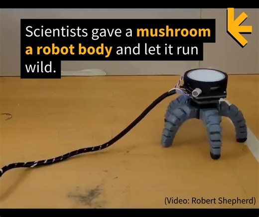 Mushrooms have mycelial networks akin to neuronal networks in our own brains – so the logical thing to do is give it a robo-body. https://www.sciencealert.com/scientists-gave-a-mushroom-a-robot-body-and-let-it-run-wild | ScienceAlert