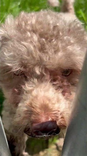 Meet Schnoodle a Poodle, Miniature currently available for adoption! 6/26/2026 3:21:27 PM