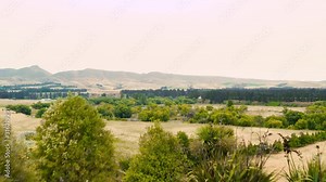 Dry tussocks on-farm and native plantings.