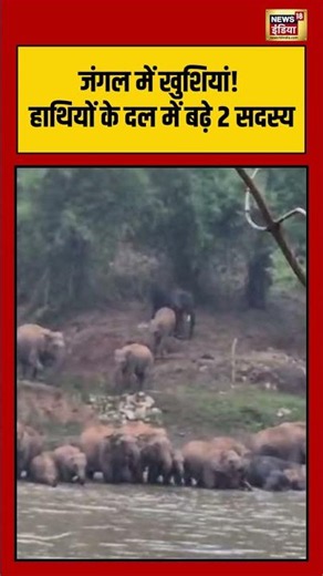 Elephant Video Viral | जंगल में खुशियां! हाथियों के दल में बढ़े 2 सदस्य | #viralvideo #shorts