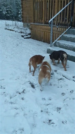 Alpine Dreams Cedar Log Homes
