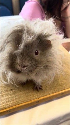 Why is this guinea pig so cute and what is it doing? #guineapig
