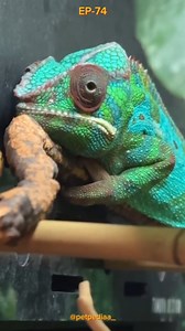 Owning exotic pets isn’t just a hobby, it’s a big responsibility! 🐍🦜 If you’re thinking about starting a Pet Shop or a Dog Breeding Farm, proper knowledge and planning are key! 💡 Check out this Reel for essential tips and start your Pet Business journey the right way! 🚀 DM for more guidance and tips! #PetPediaa" #exoticpet #dogbreedingtips #petshopbusiness #petcareessentials #petloverscommunity #viralreels #petpreneurs #petcare101 #petpediaa #petbusinessideas #reelitfeelit #petreel #doglover