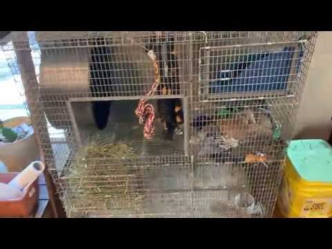 Prairie Dog Cage Setup