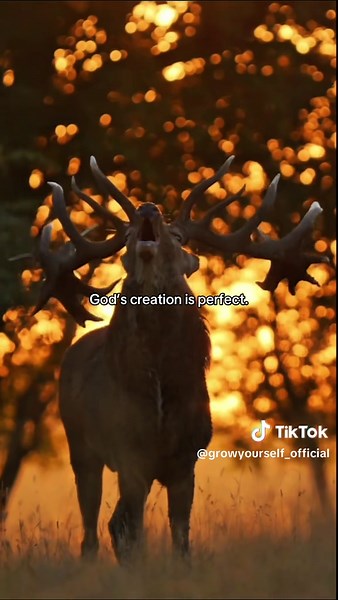 God is so amazing #CapCut #nature #god #animals #amen