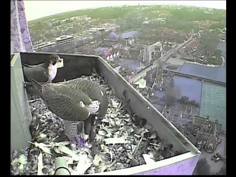 Norwich cathedral peregrine cam by the Hawk and Owl Trust. 20th March 2011