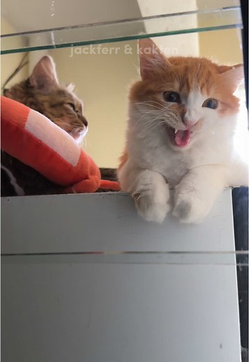 Understanding Cat Meowing Sounds and Their Meaning